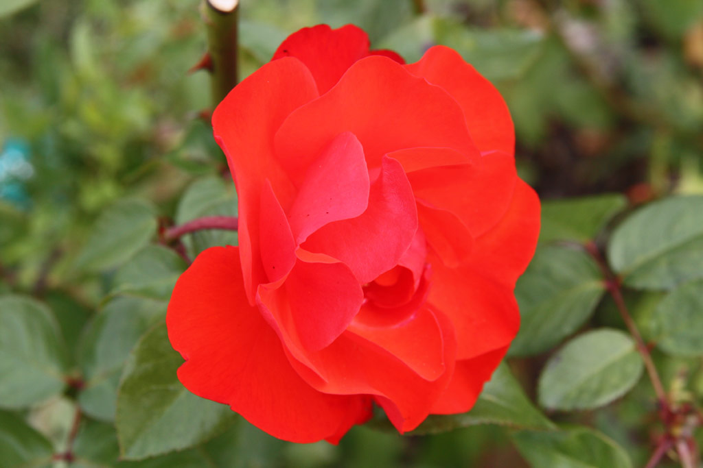 růže Domstadt Fulda