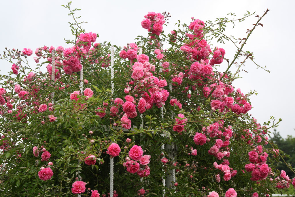 růže Dorothy Perkins