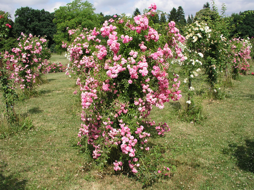 růže Dorothy Perkins