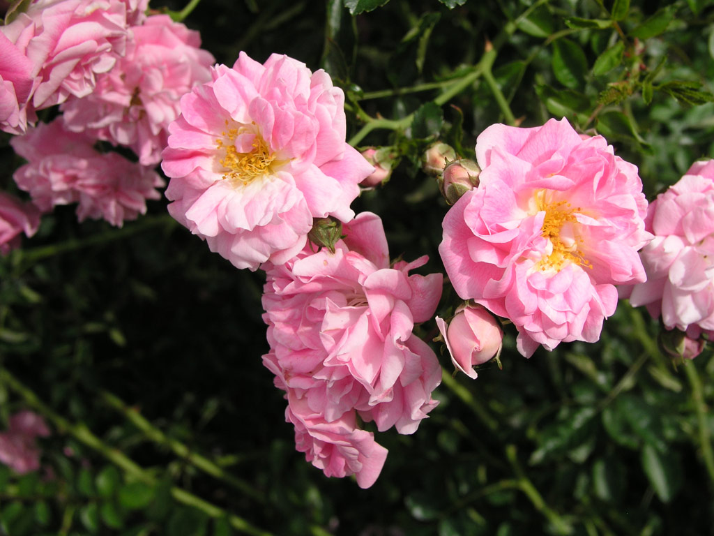 růže Dorothy Perkins