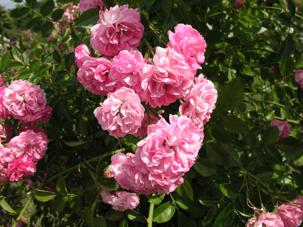 růže Dorothy Perkins