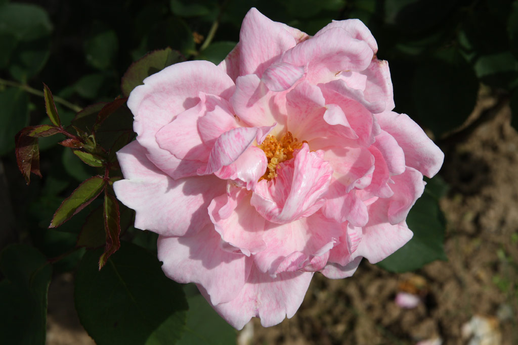 růže Dr. Edvard Bene