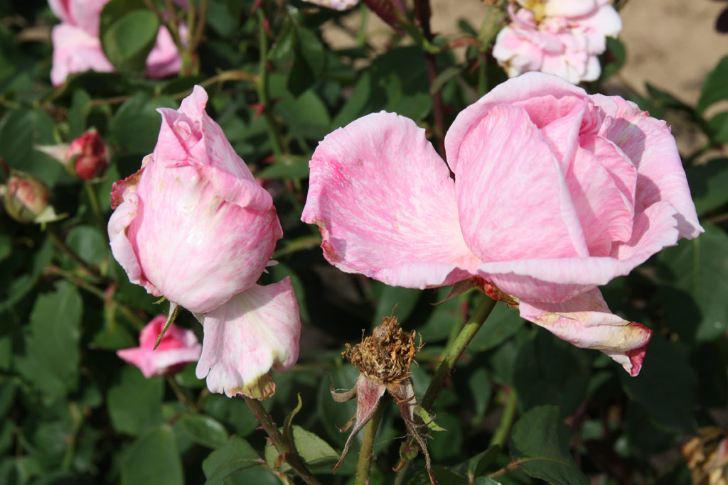 růže Dr. Edvard Bene