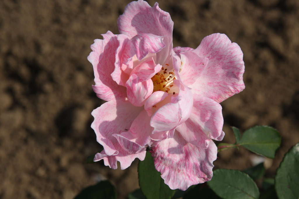 růže Dr. Edvard Bene