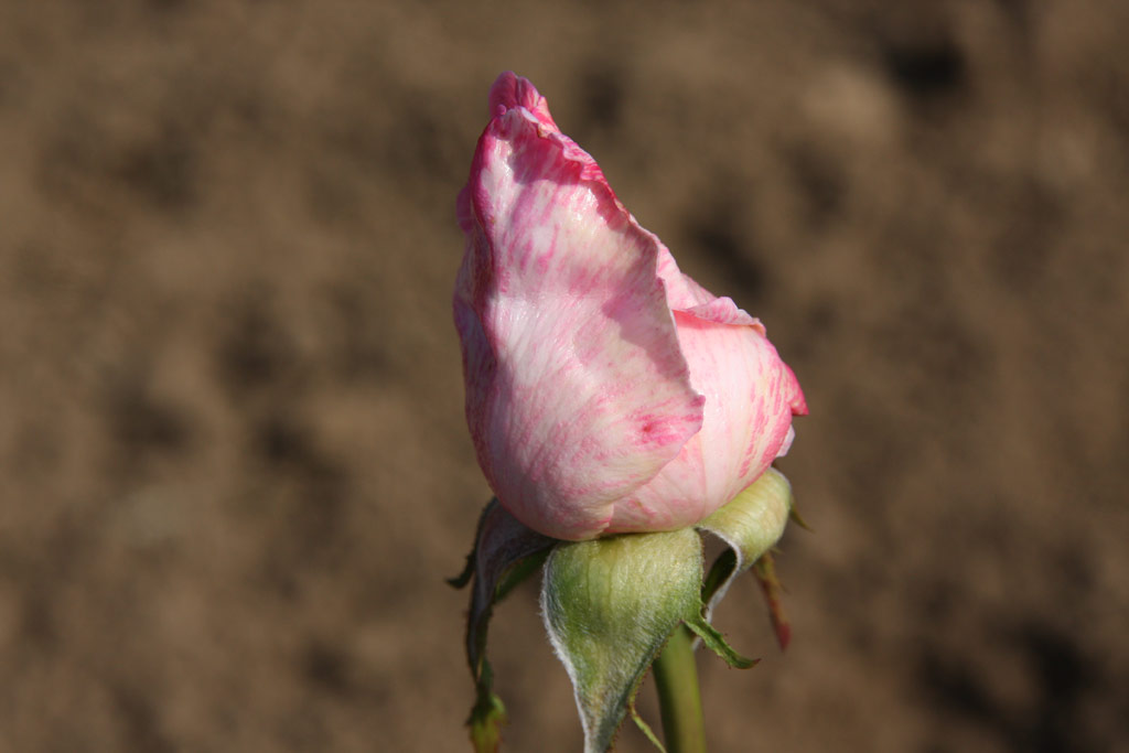 růže Dr. Edvard Bene