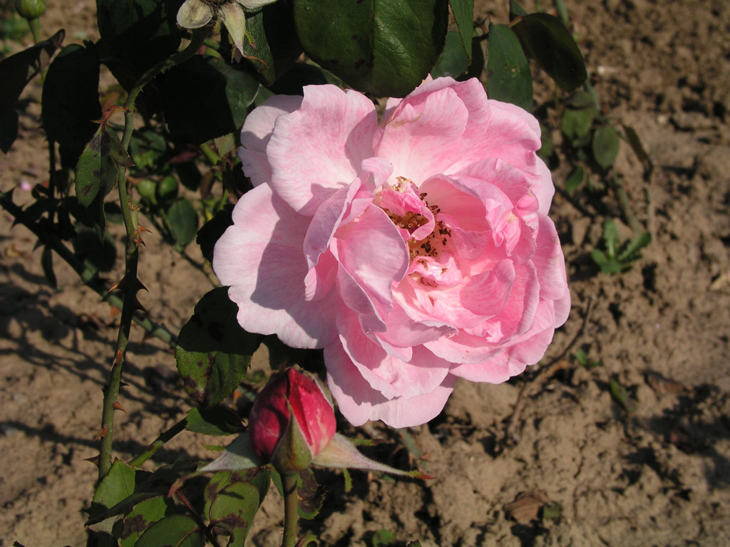 růže Dr. Edvard Bene