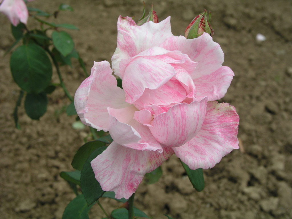 růže Dr. Edvard Bene