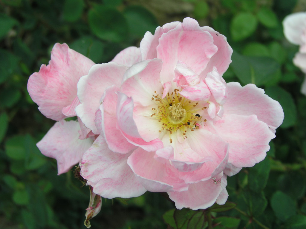 růže Dr. Edvard Bene