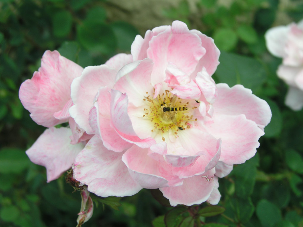 růže Dr. Edvard Bene