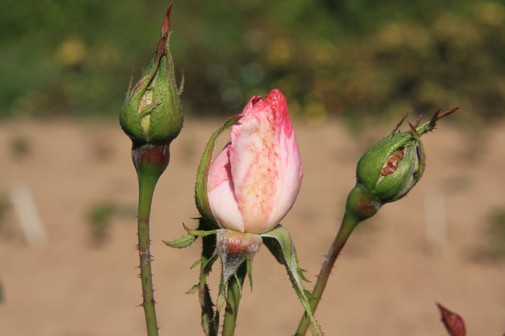 růže Dr. Edvard Bene