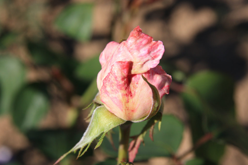 růže Dr. Edvard Bene