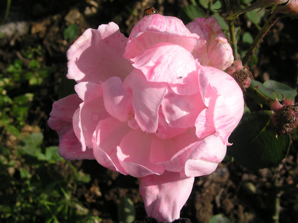 růže Dr. Edvard Bene