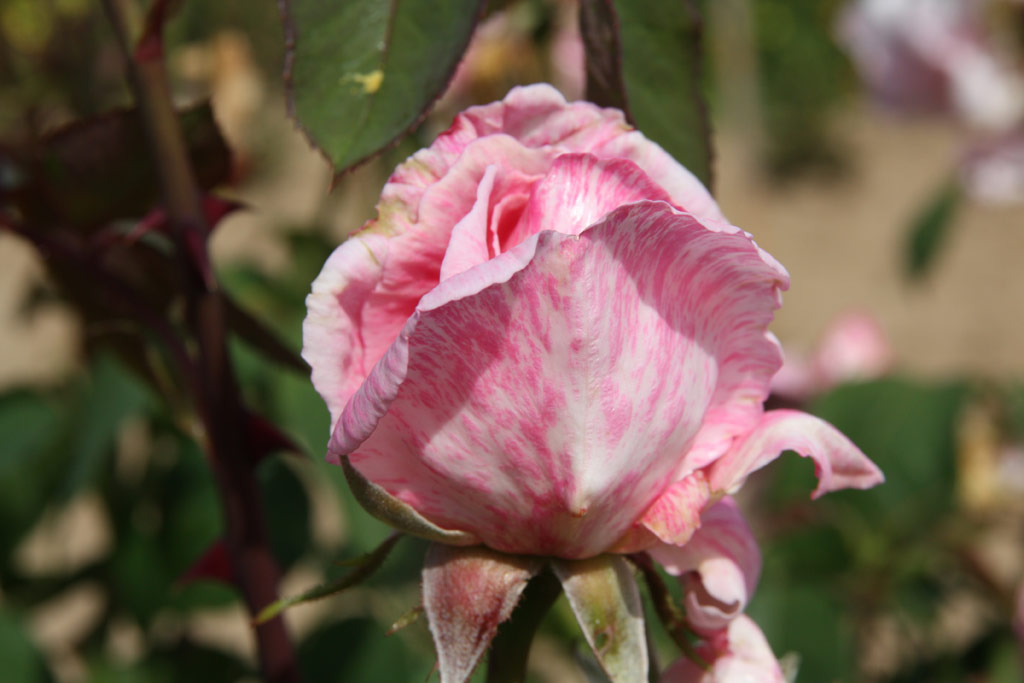 růže Dr. Edvard Bene