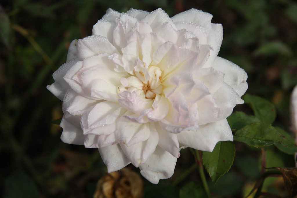 růže Dr. Flix Guyon