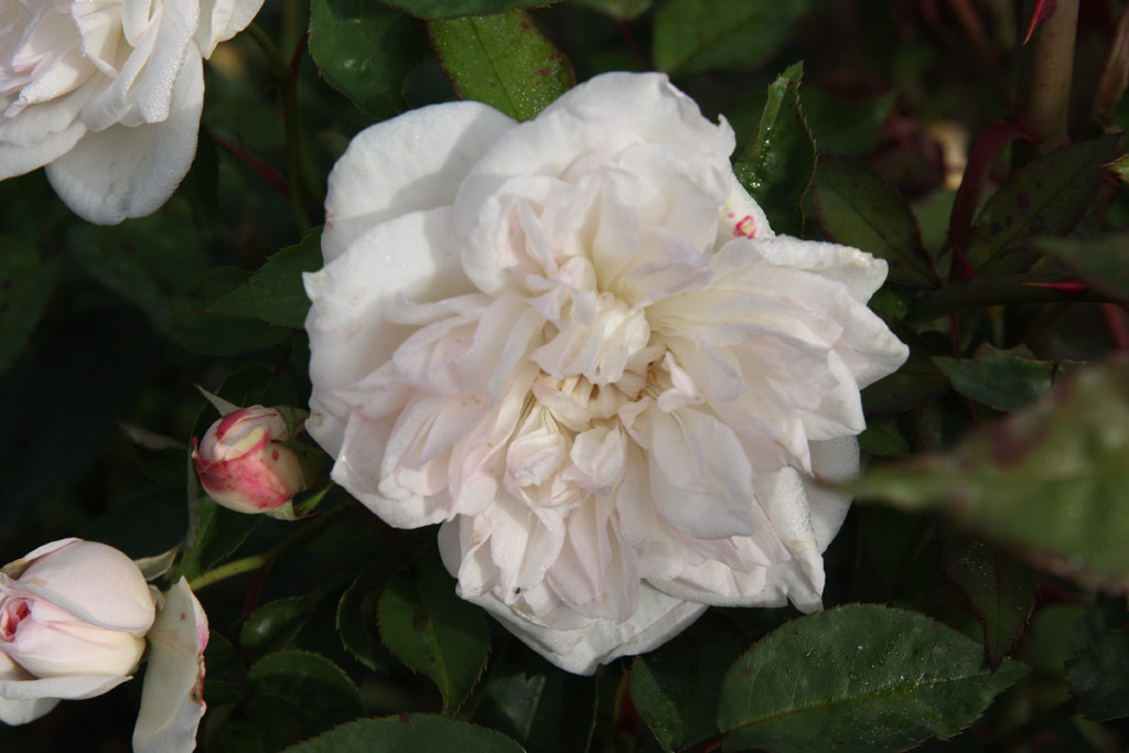 růže Dr. Flix Guyon