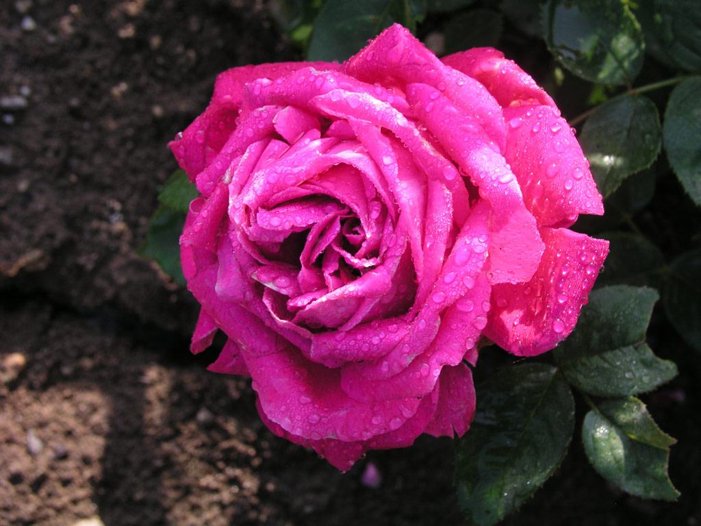 růže Dr. Karel Kram?