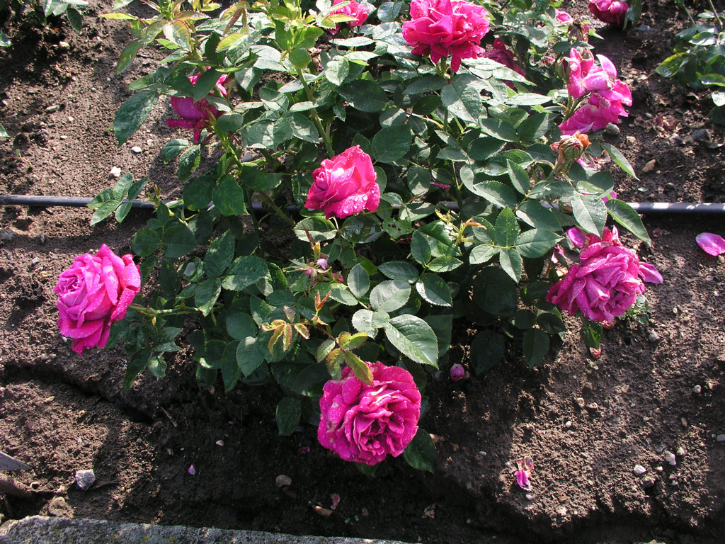 růže Dr. Karel Kram?