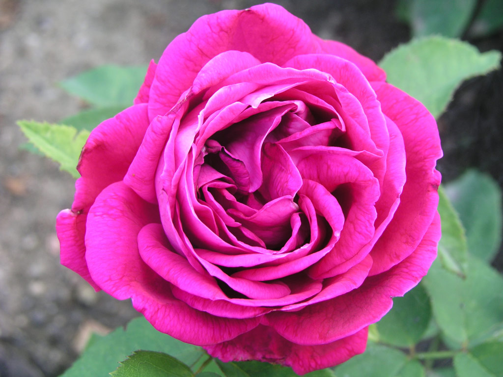 růže Dr. Karel Kram?