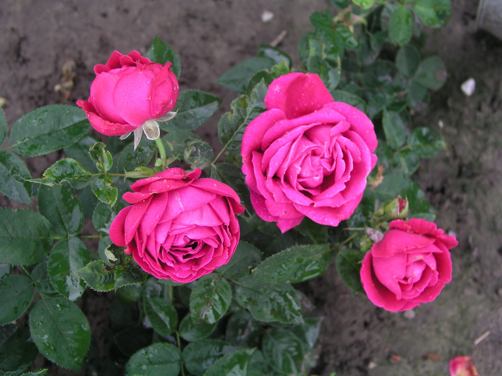 růže Dr. Karel Kram?