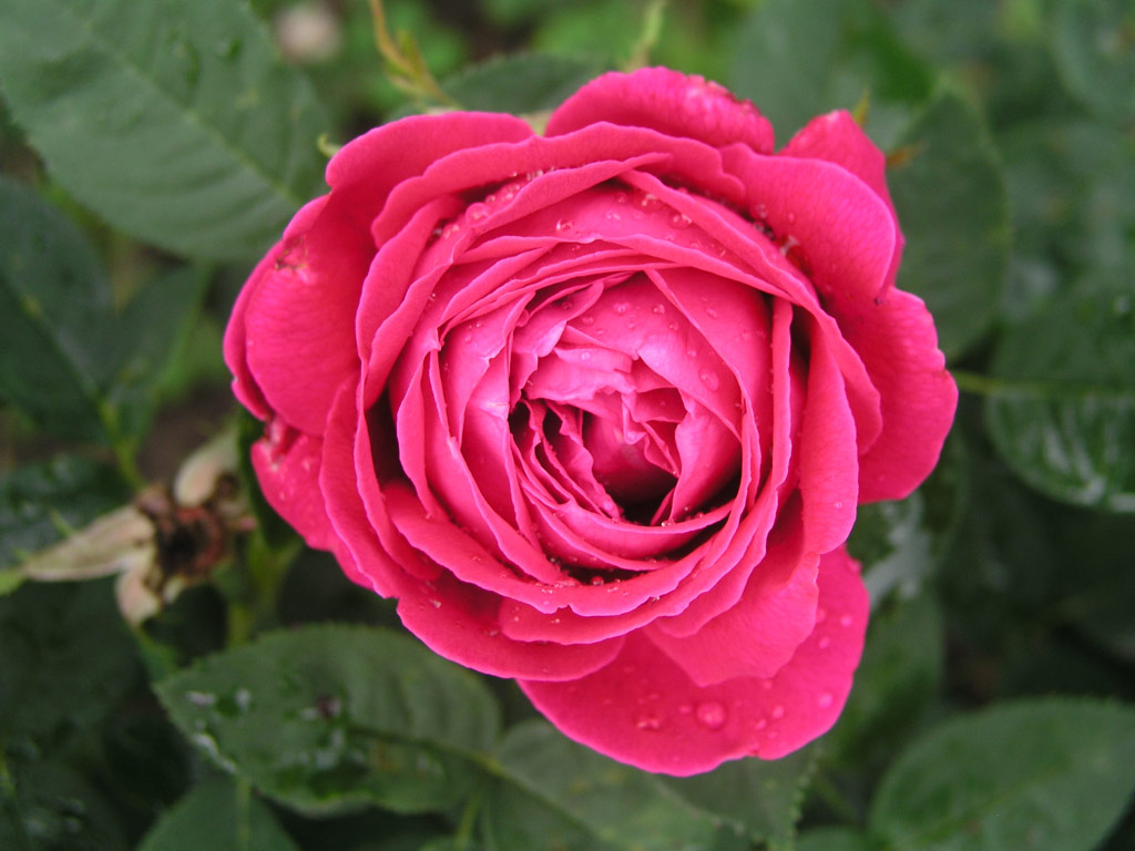 růže Dr. Karel Kram?