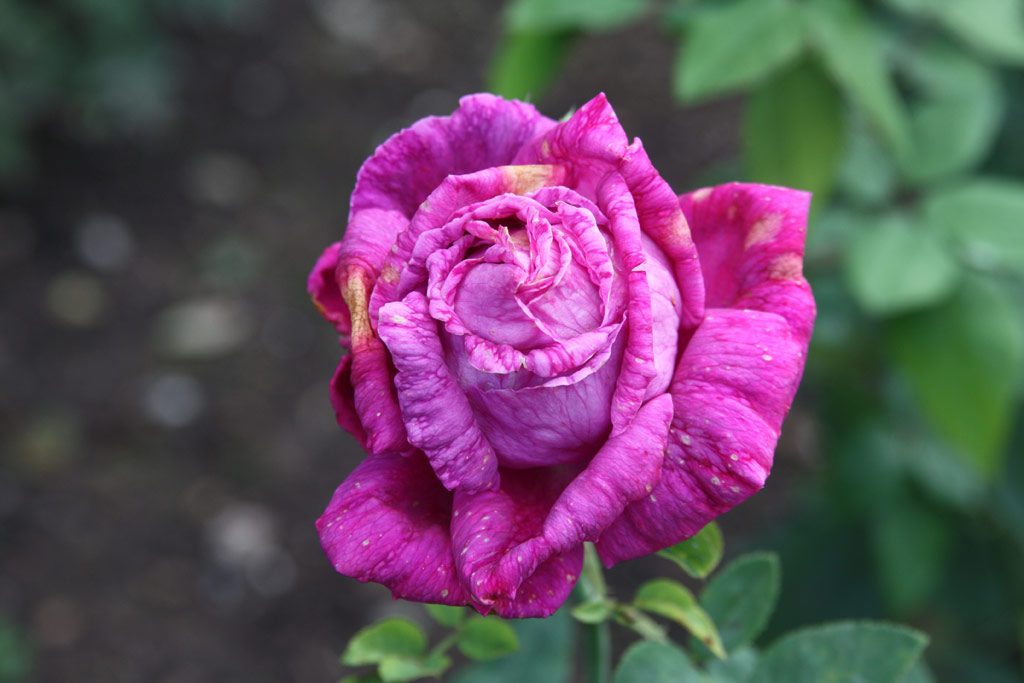 růže Dr. Karel Kram?