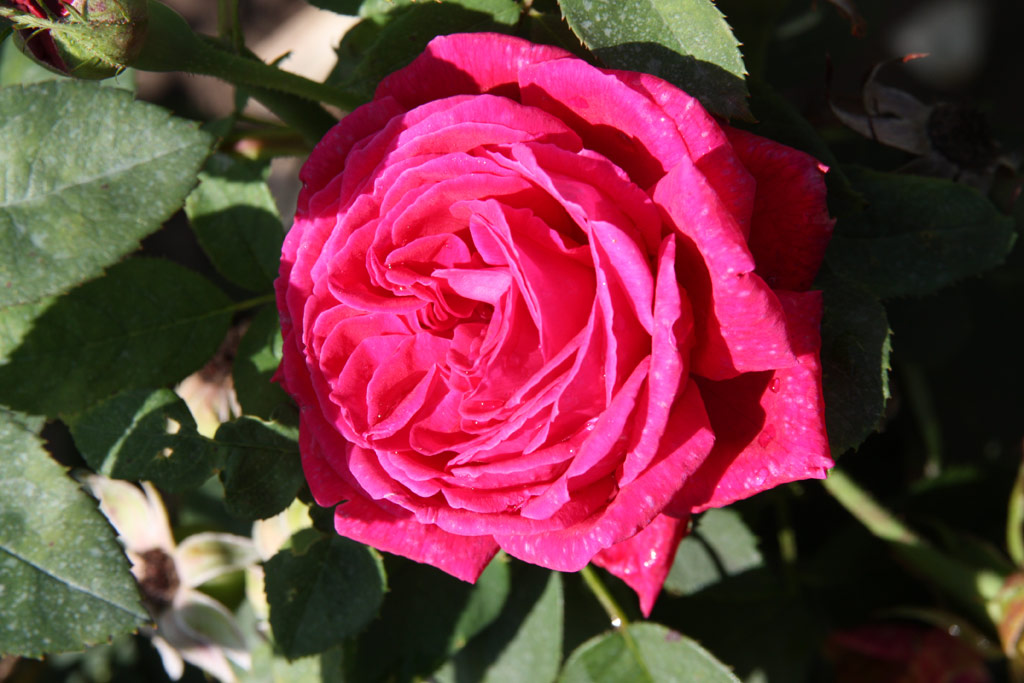 růže Dr. Karel Kram?