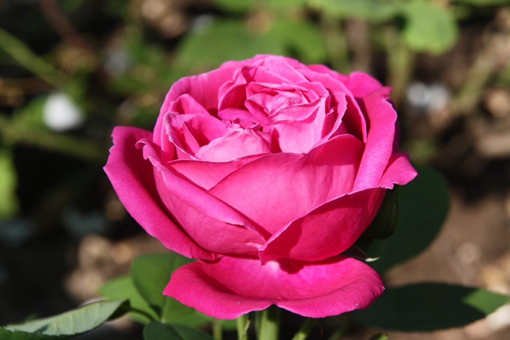 růže Dr. Karel Kram?