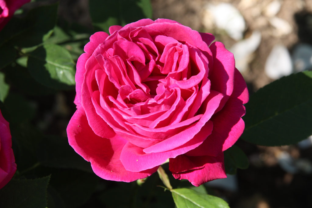 růže Dr. Karel Kram?