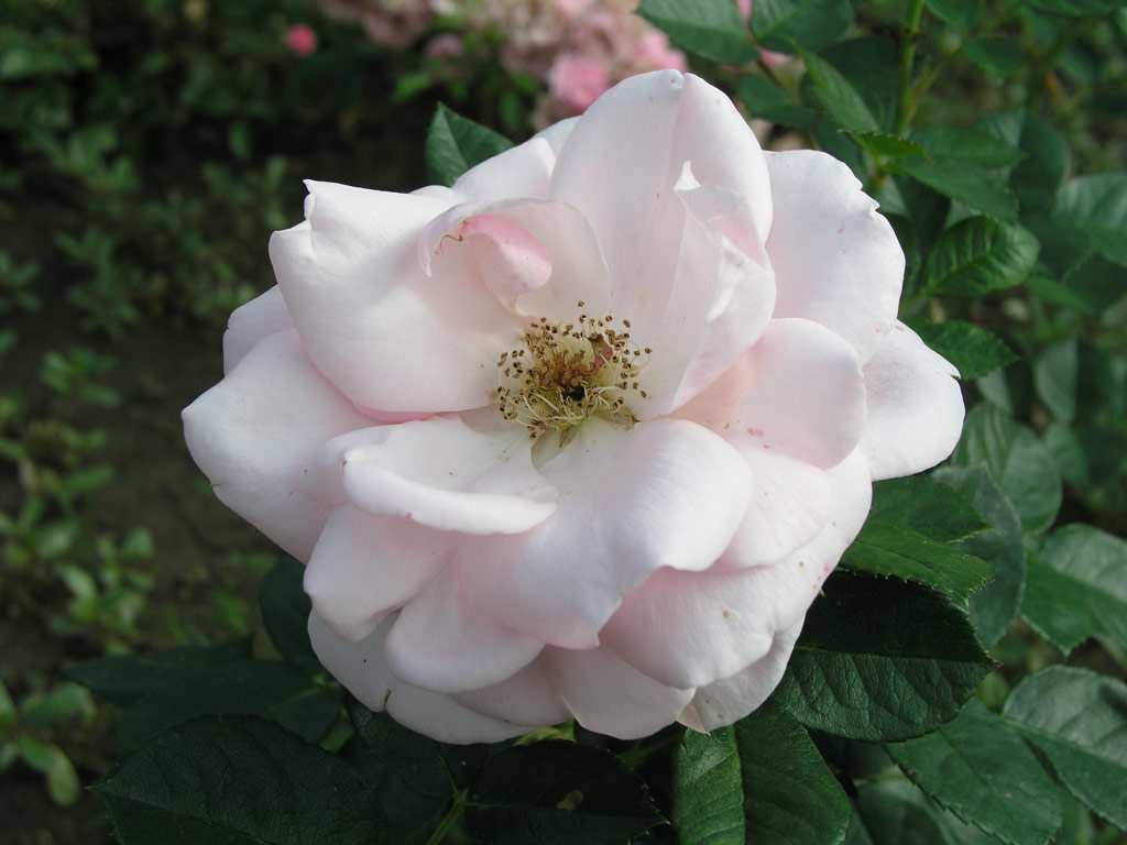 růže Dr. T. G. Masaryk