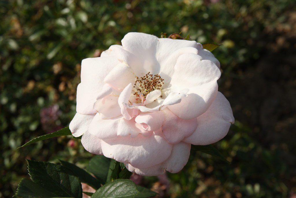 růže Dr. T. G. Masaryk