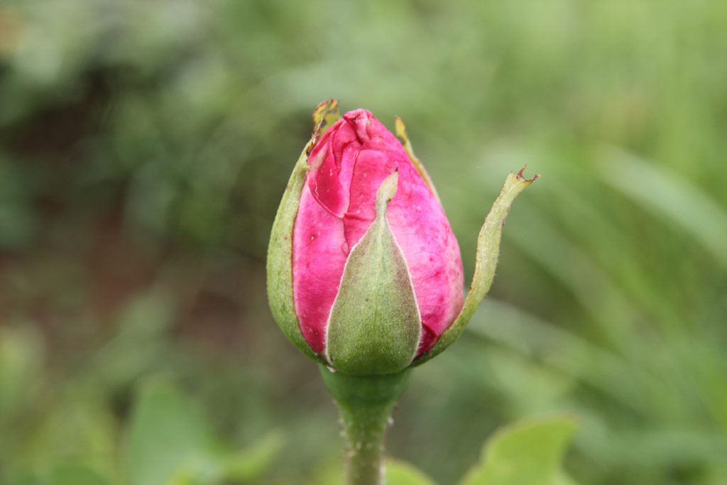 růže Dr. T. G. Masaryk