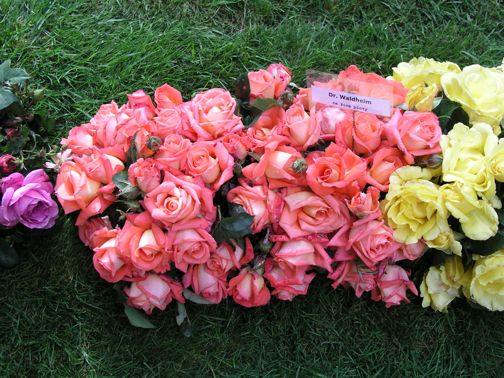 růže Dr. Waldheim
