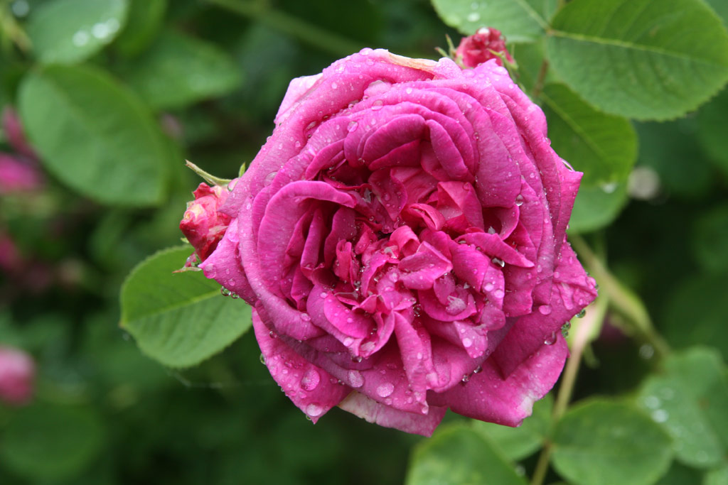 růže Duc de Guiche