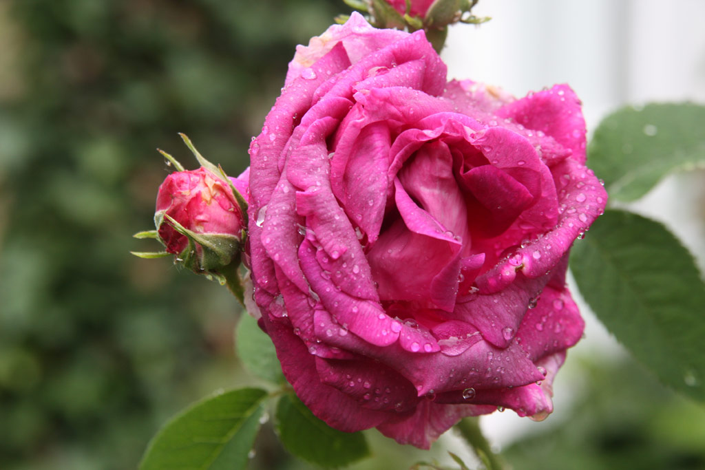 růže Duc de Guiche