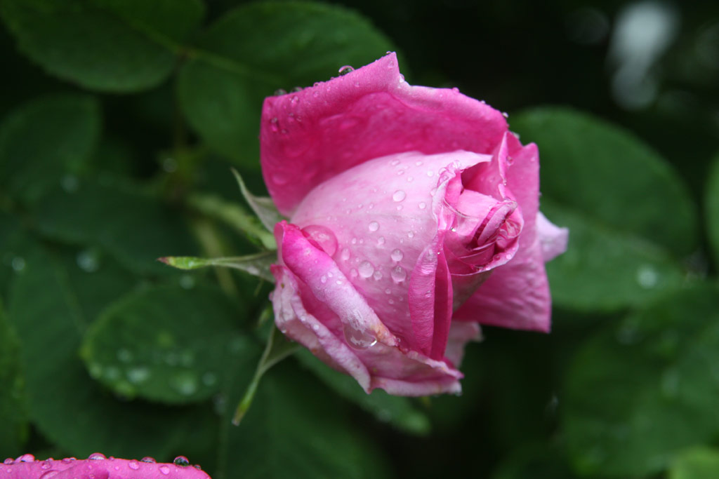 růže Duc de Guiche