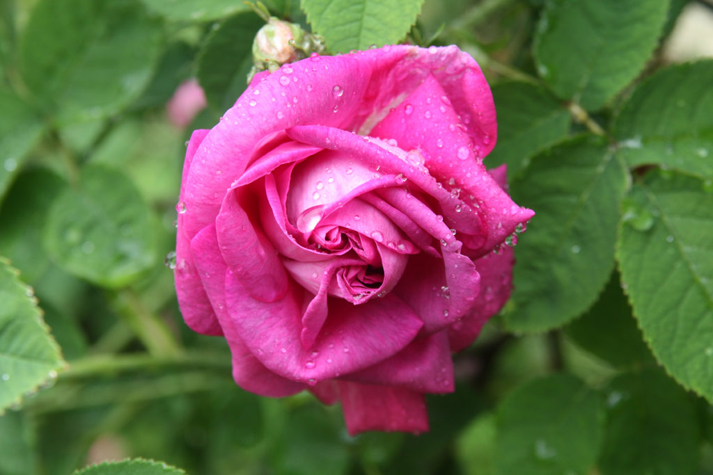 růže Duc de Guiche