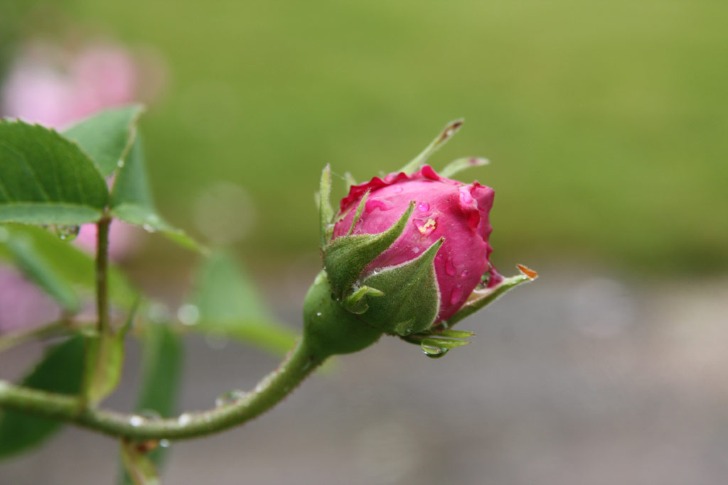 růže Duc de Guiche