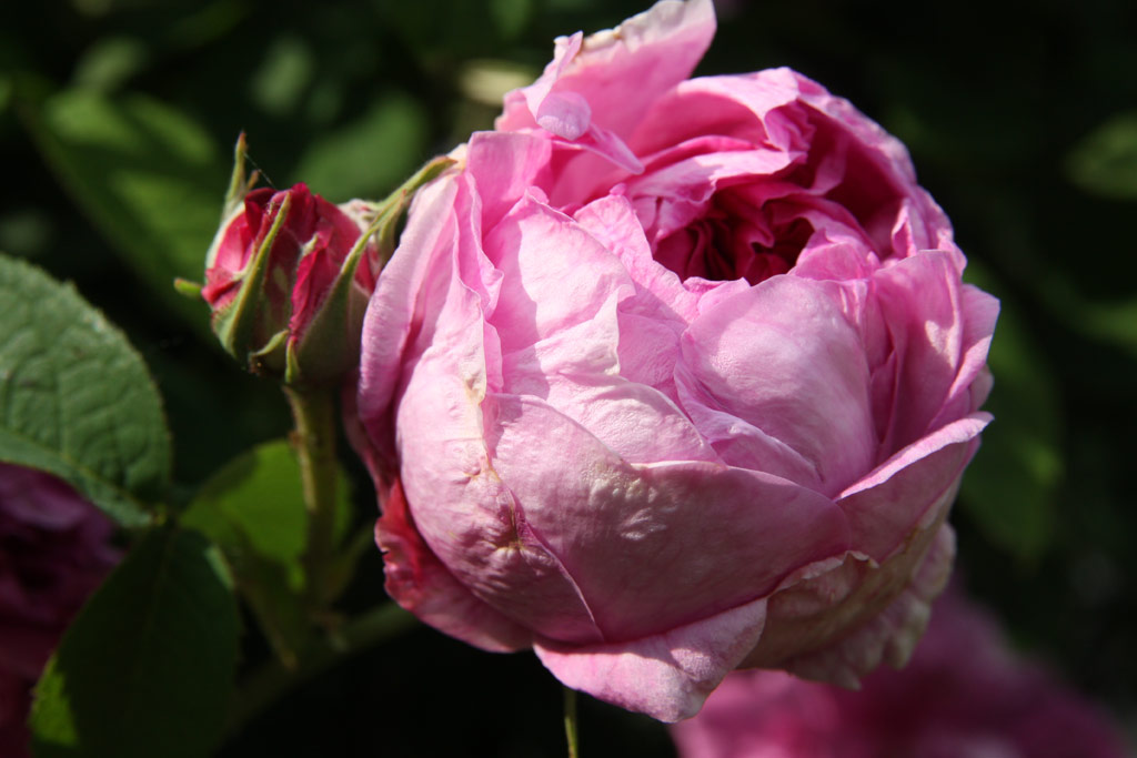 růže Duc de Guiche