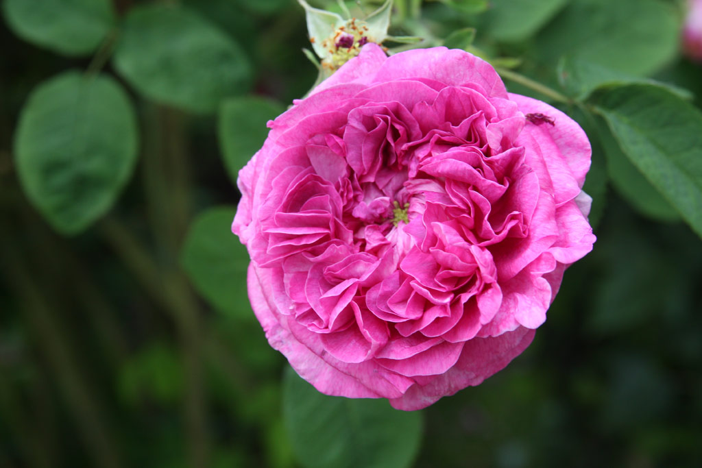 růže Duc de Guiche