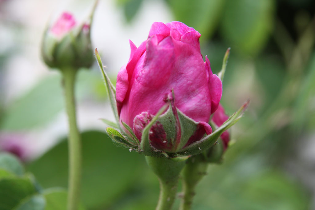 růže Duc de Guiche