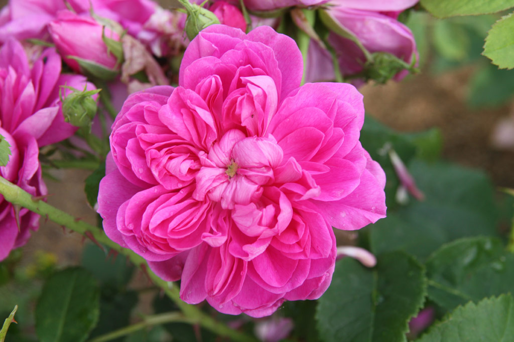 růže Duchess of Portland