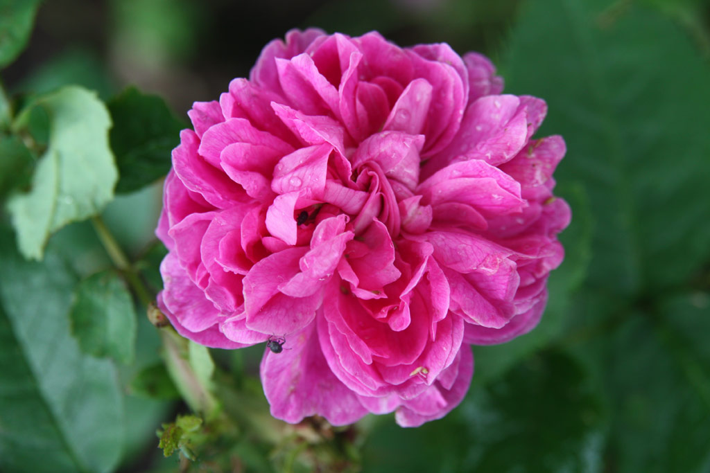 růže Duchess of Portland