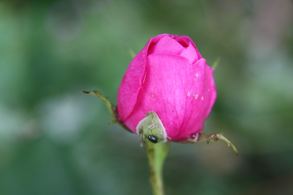 růže Duchess of Portland