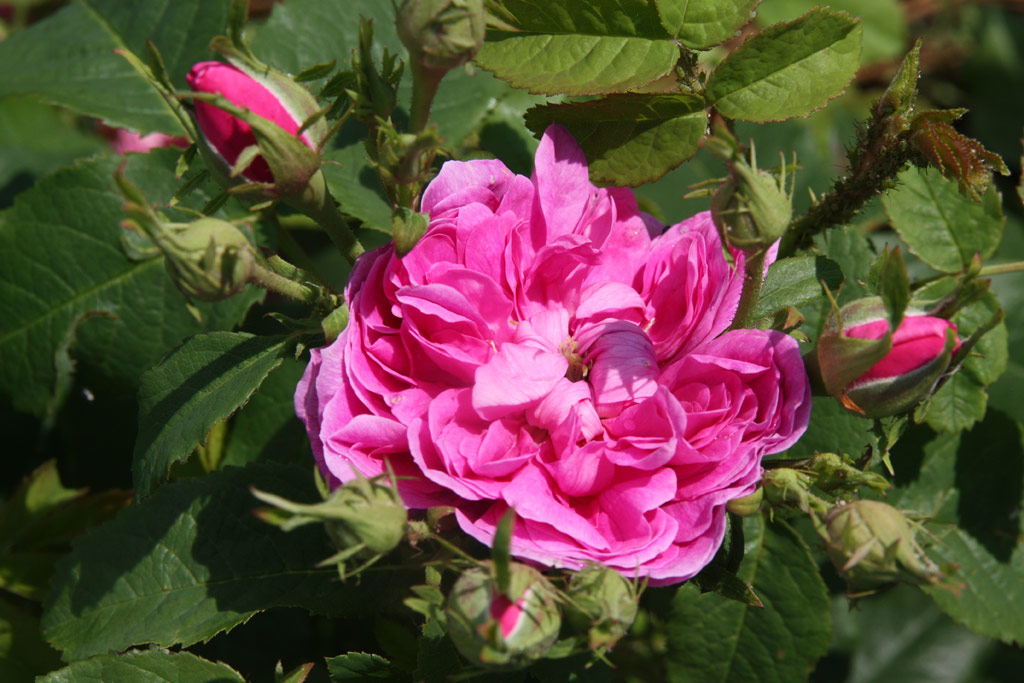 růže Duchess of Portland