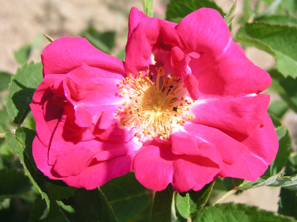 růže Duchess of Portland