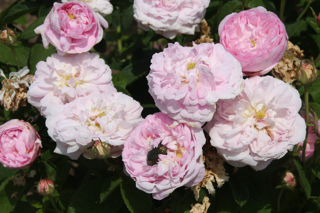 růže Duchesse de Montebello