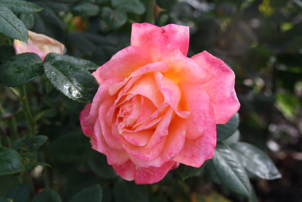 růže Duftes Berlin