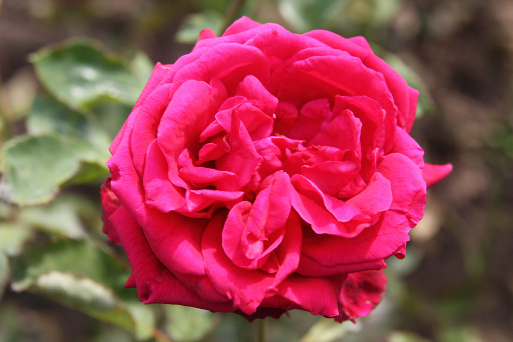 růže Duiliu Zamfiresa