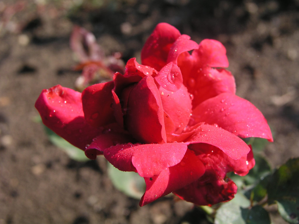 růže E. E. akov