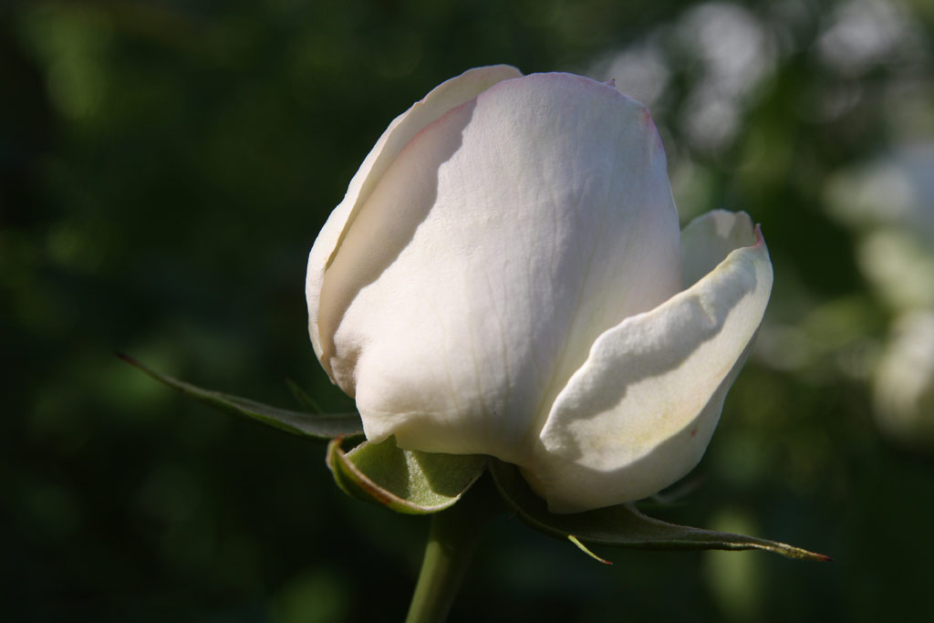 růže Eden Rose 85 (Doln� Studen�)
